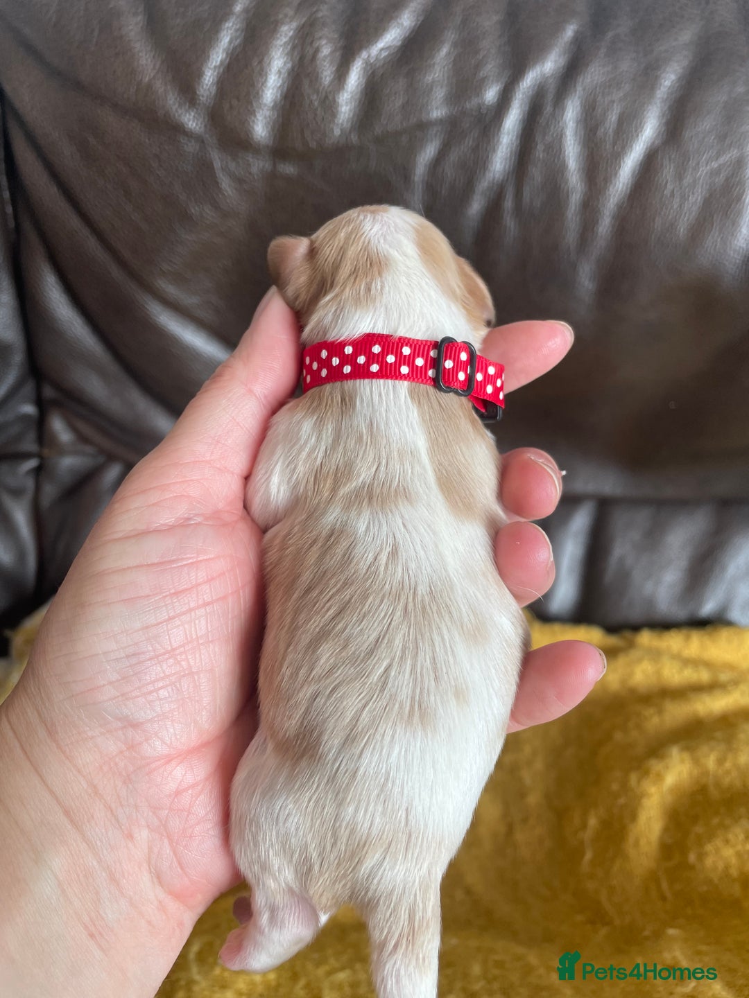Cavalier King Charles Spaniel dogs for sale: Cavalier King Charles spaniel  - Image 21