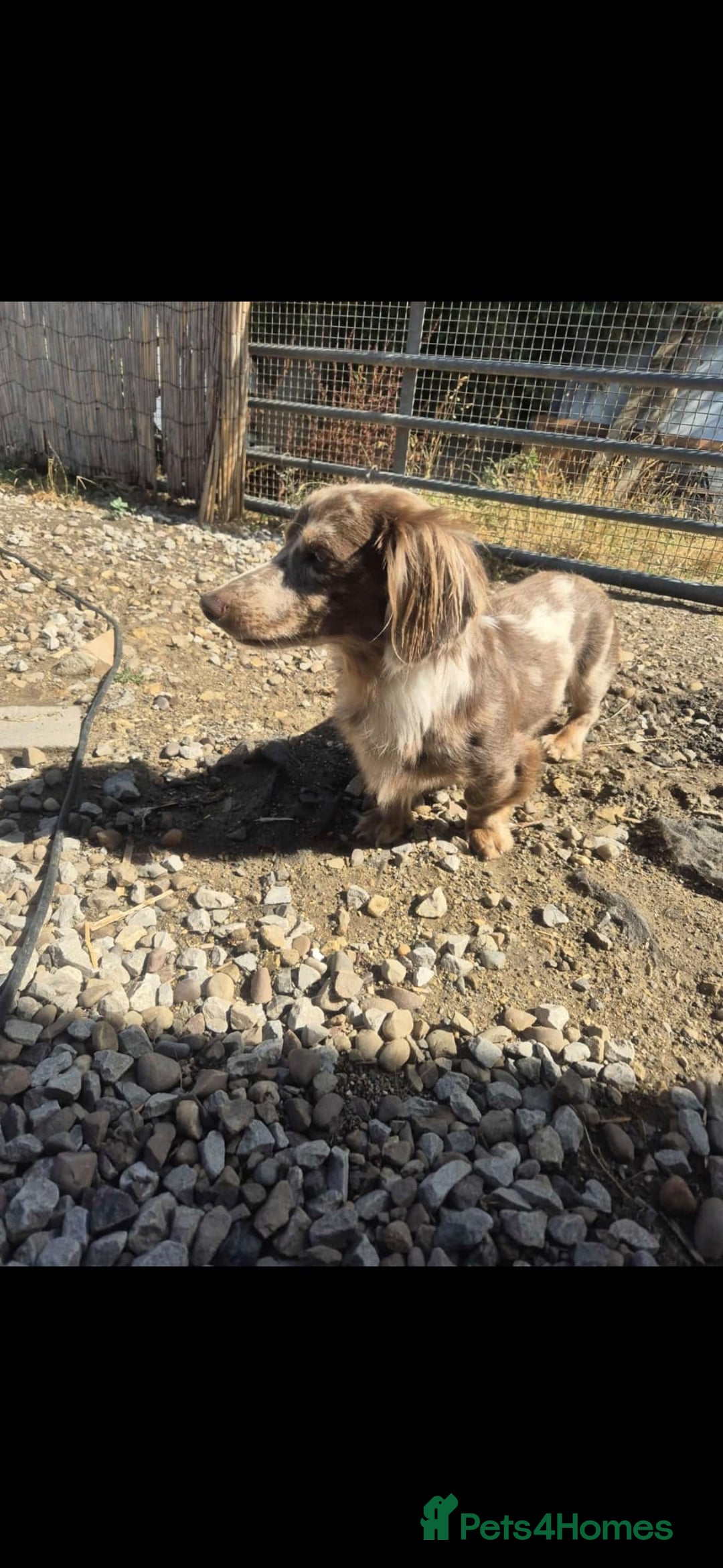 Miniature Dachshund dogs for stud: MIniture Dachshund Stud - Image 6