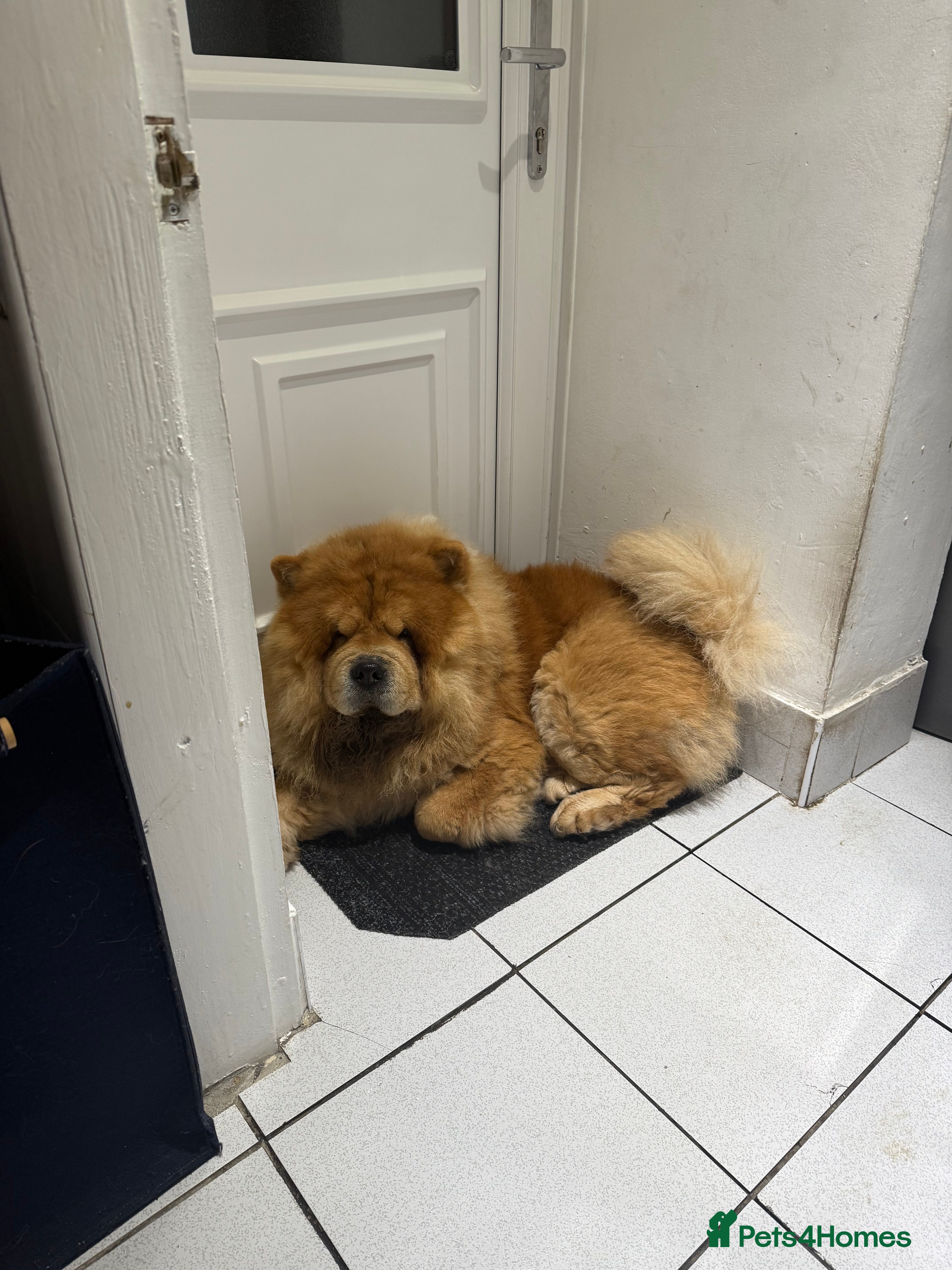 Benji