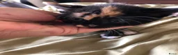 Mixed Breed cats for sale: 3 calico kittens in Wrexham - Advert 5
