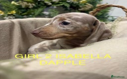 Miniature Dachshund dogs for sale: **MINIATURE DACHSHUND PUPPIES **  - Image 5