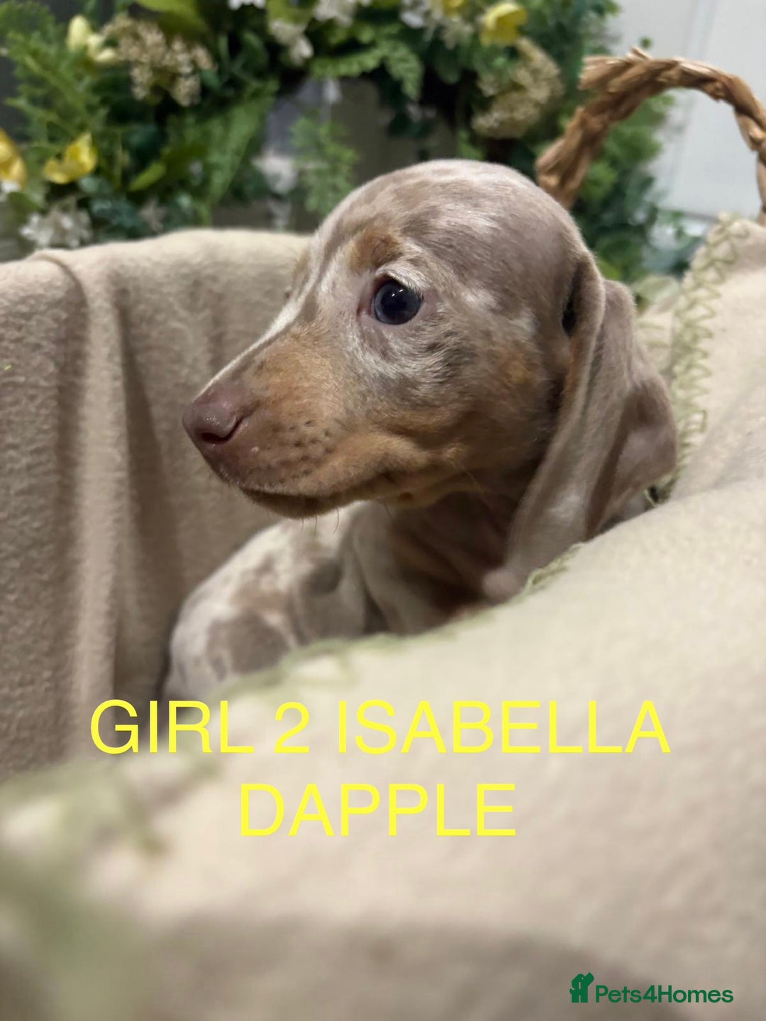 Miniature Dachshund dogs for sale: **MINIATURE DACHSHUND PUPPIES **  - Image 5