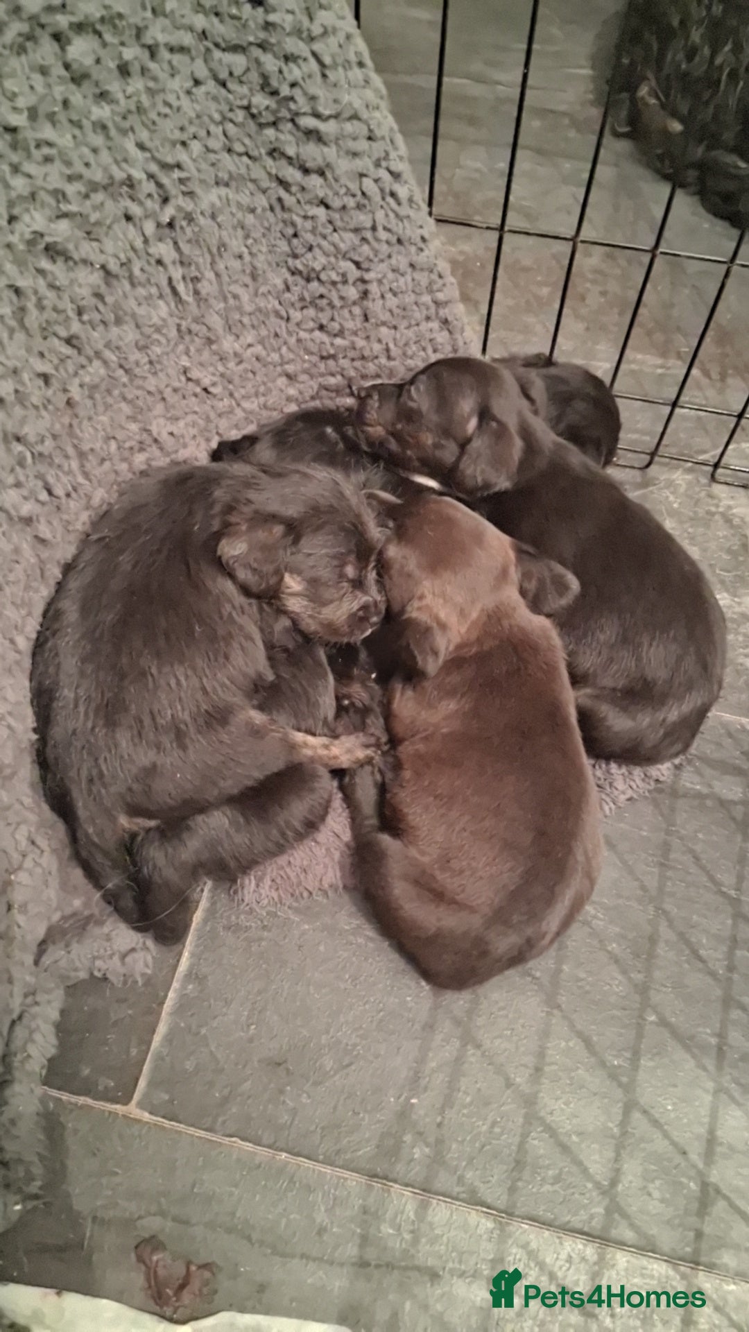 Mixed Breed dogs for sale: 5 staff x cockapoo pups  - Advert 5