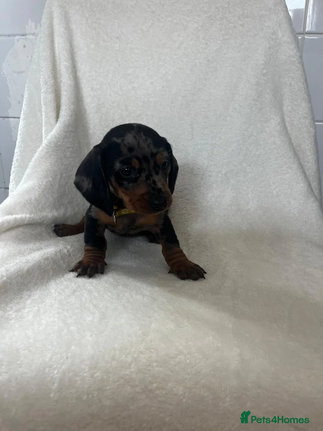 Dachshund dogs for sale: Full breeds daschund - Advert 2
