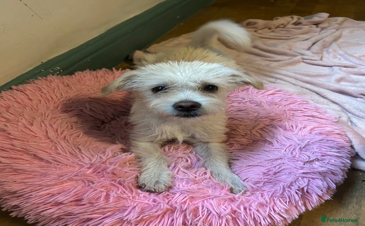 Mixed Breed dogs - Advert 4