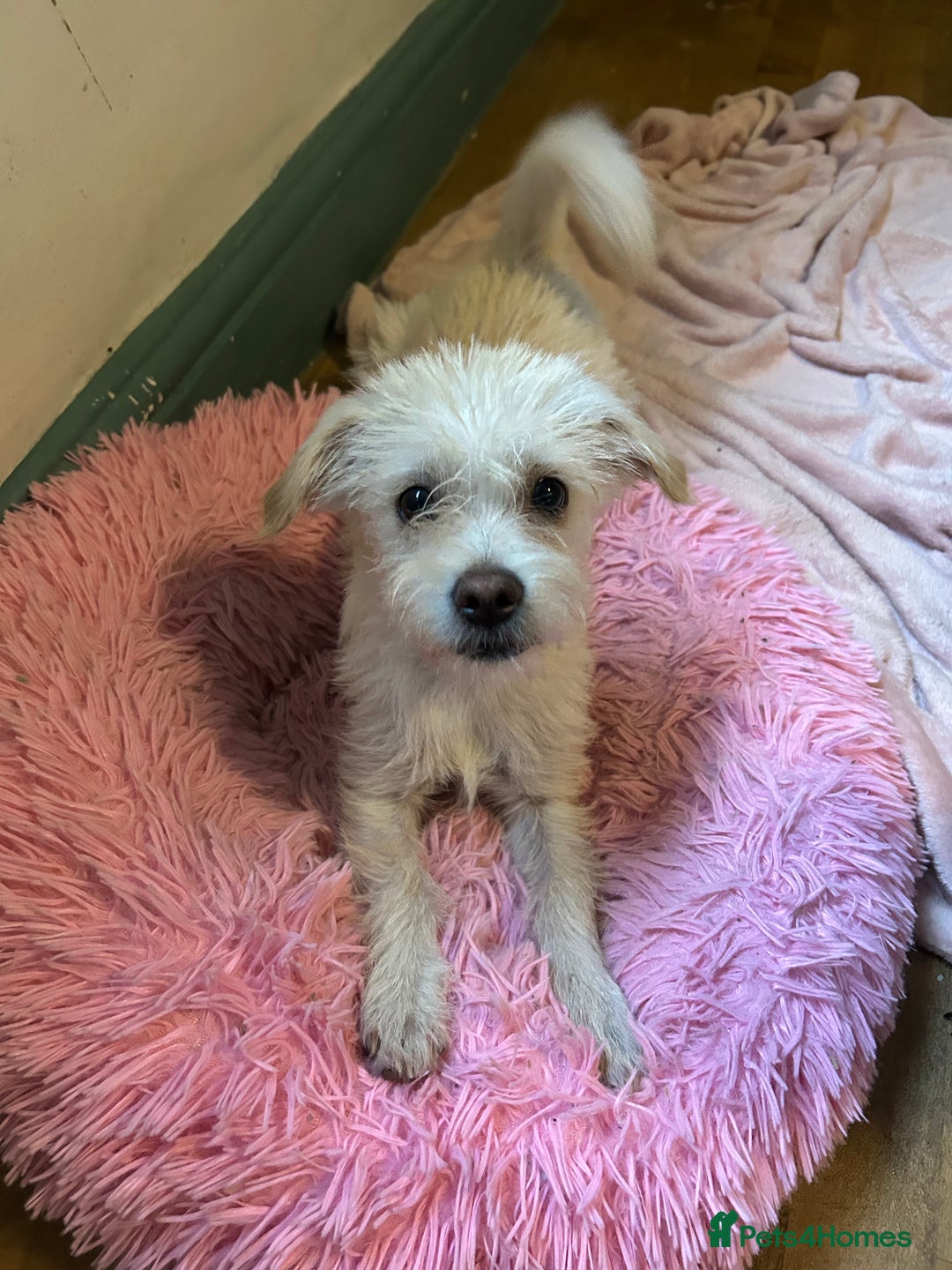 Mixed Breed dogs for sale: 1 male Poochon  - Image 1