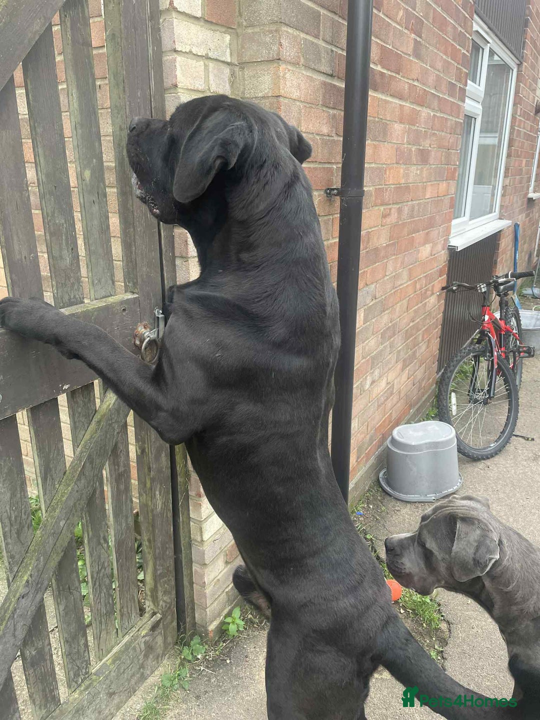 Cane Corso dogs for stud: Cane corso STUD supreme - Advert 4