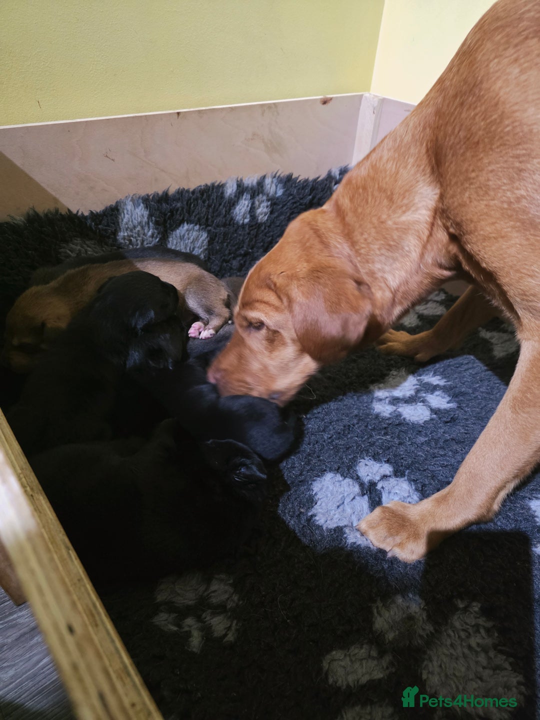 Mixed Breed dogs for sale: STUNNING LITTER SIBERIAN HUSKY x RED FOX LABRADOR - Advert 7