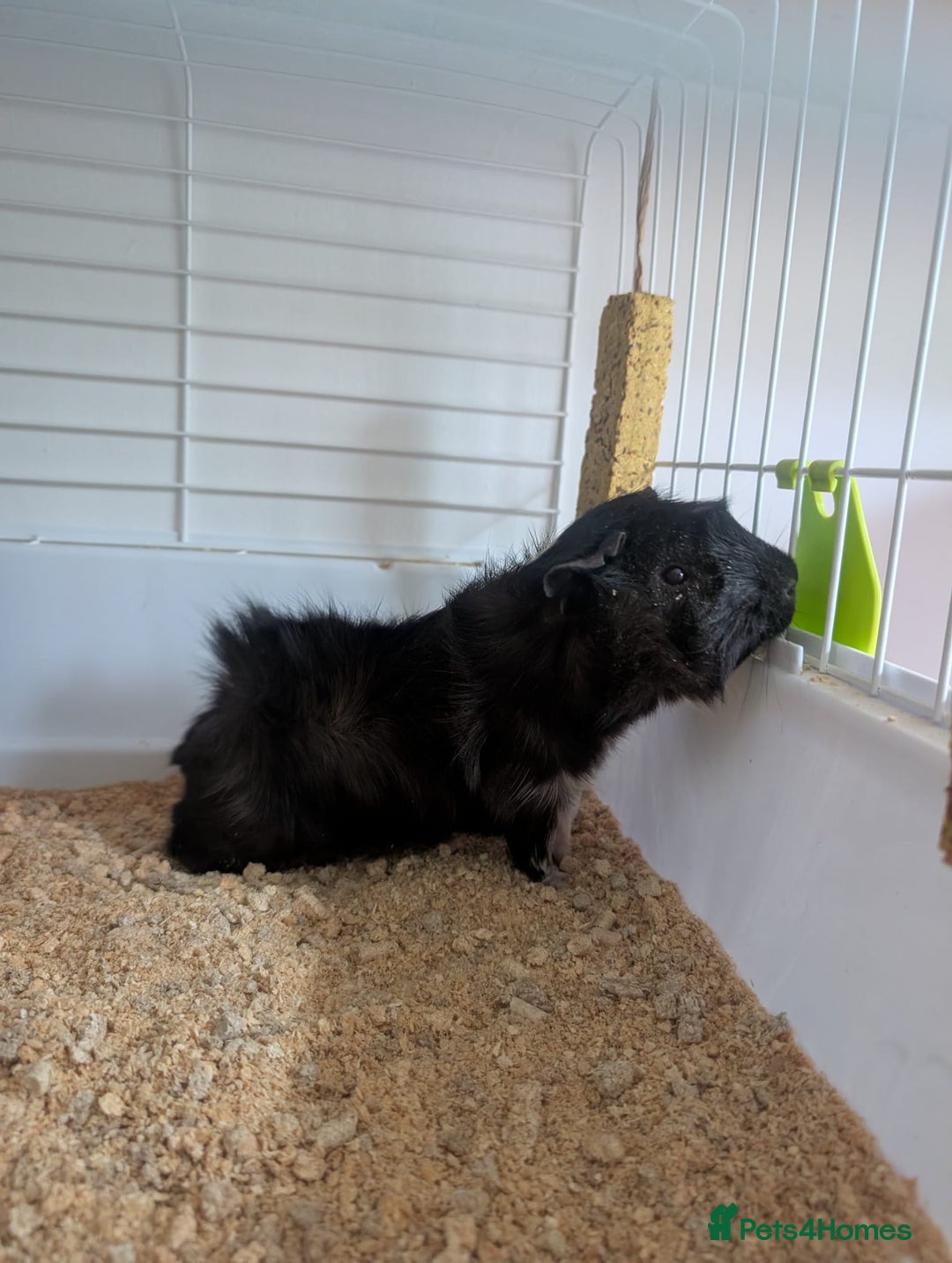 Guinea Pig rodents for sale: Guinea pig  - Advert 1