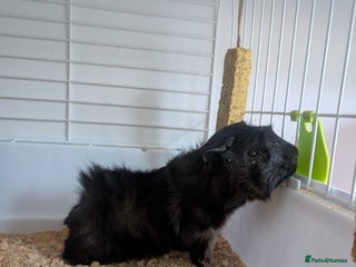 Guinea Pig rodents Guinea pig - Advert 4