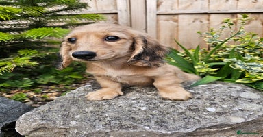 Miniature Dachshund dogs - Advert 8
