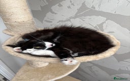 British Longhair cats for sale: Beautiful loving lap cat - Image 2