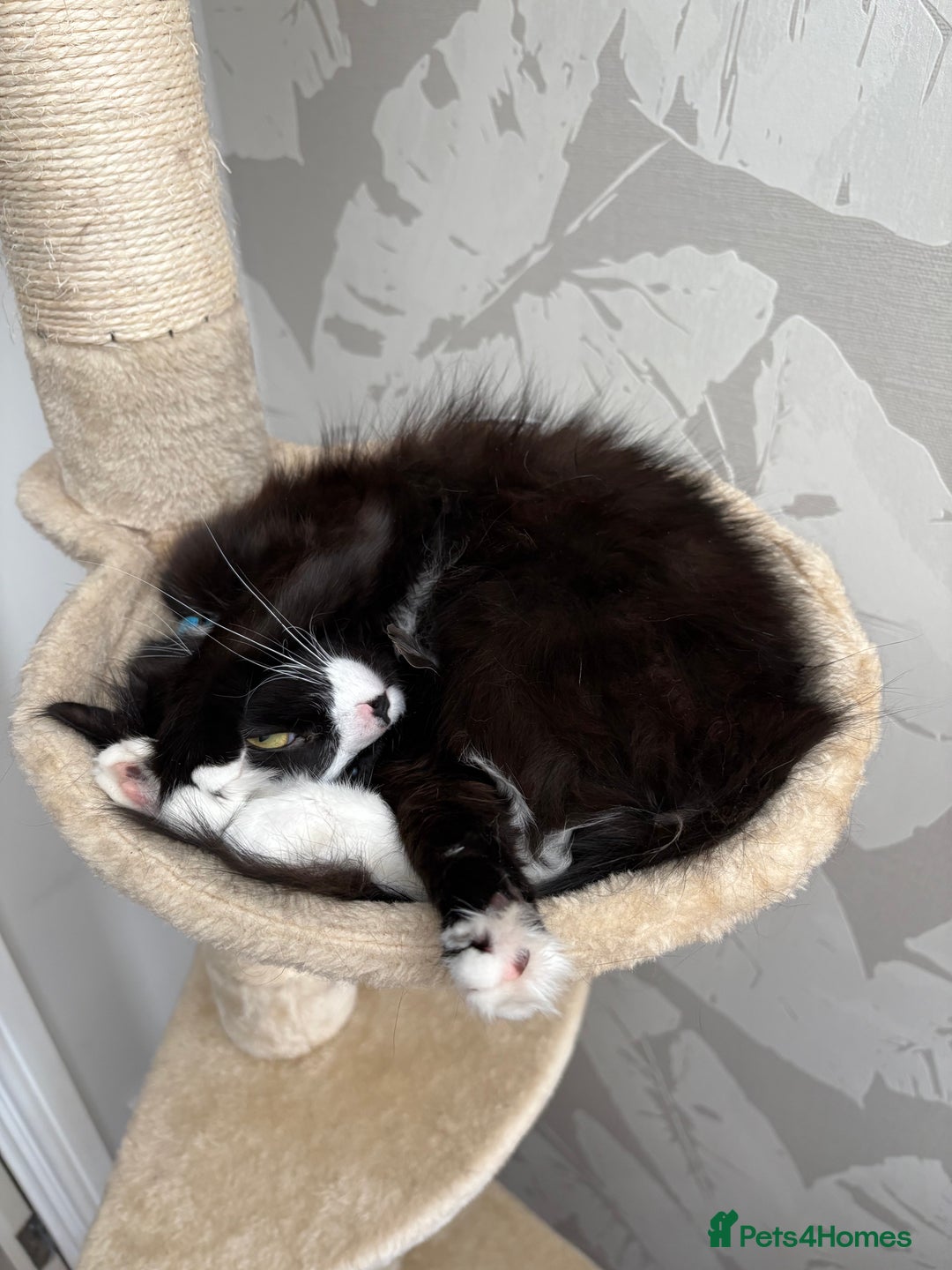 British Longhair cats for sale: Beautiful loving lap cat - Image 2