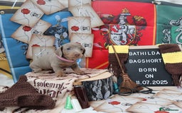 Miniature Dachshund dogs for sale: KC Reg short haired miniature dachshunds - Image 5