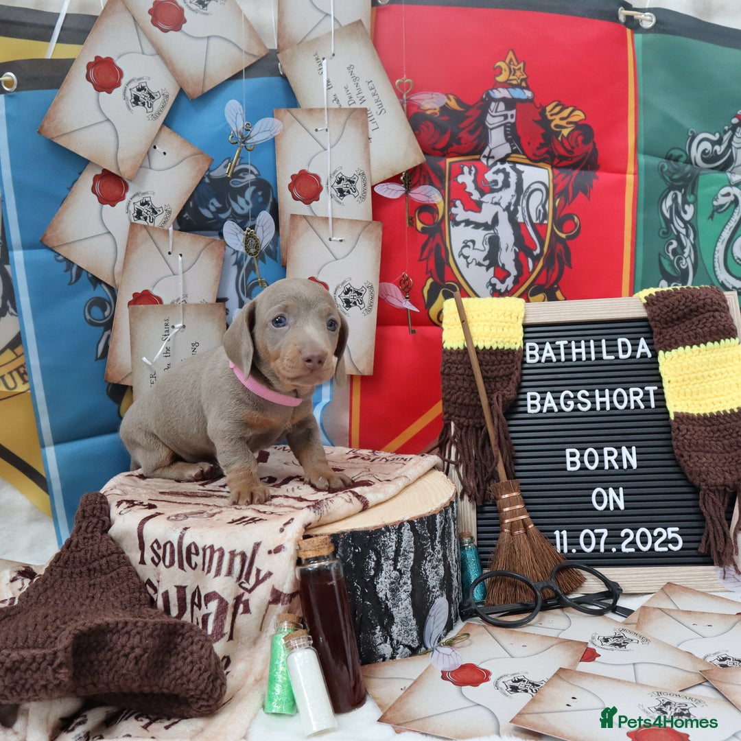Miniature Dachshund dogs for sale: KC Reg short haired miniature dachshunds - Image 5