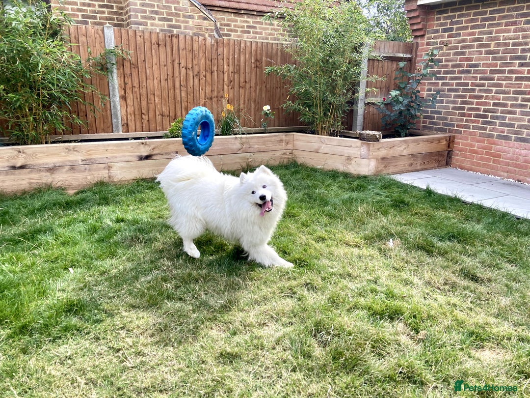 Samoyed dogs for stud: Purebred KC Registered SAMOYED Stud for Breeding  in Reading - Image 4