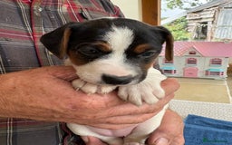 Mixed Breed dogs for sale: Jack Russell pups - Image 14