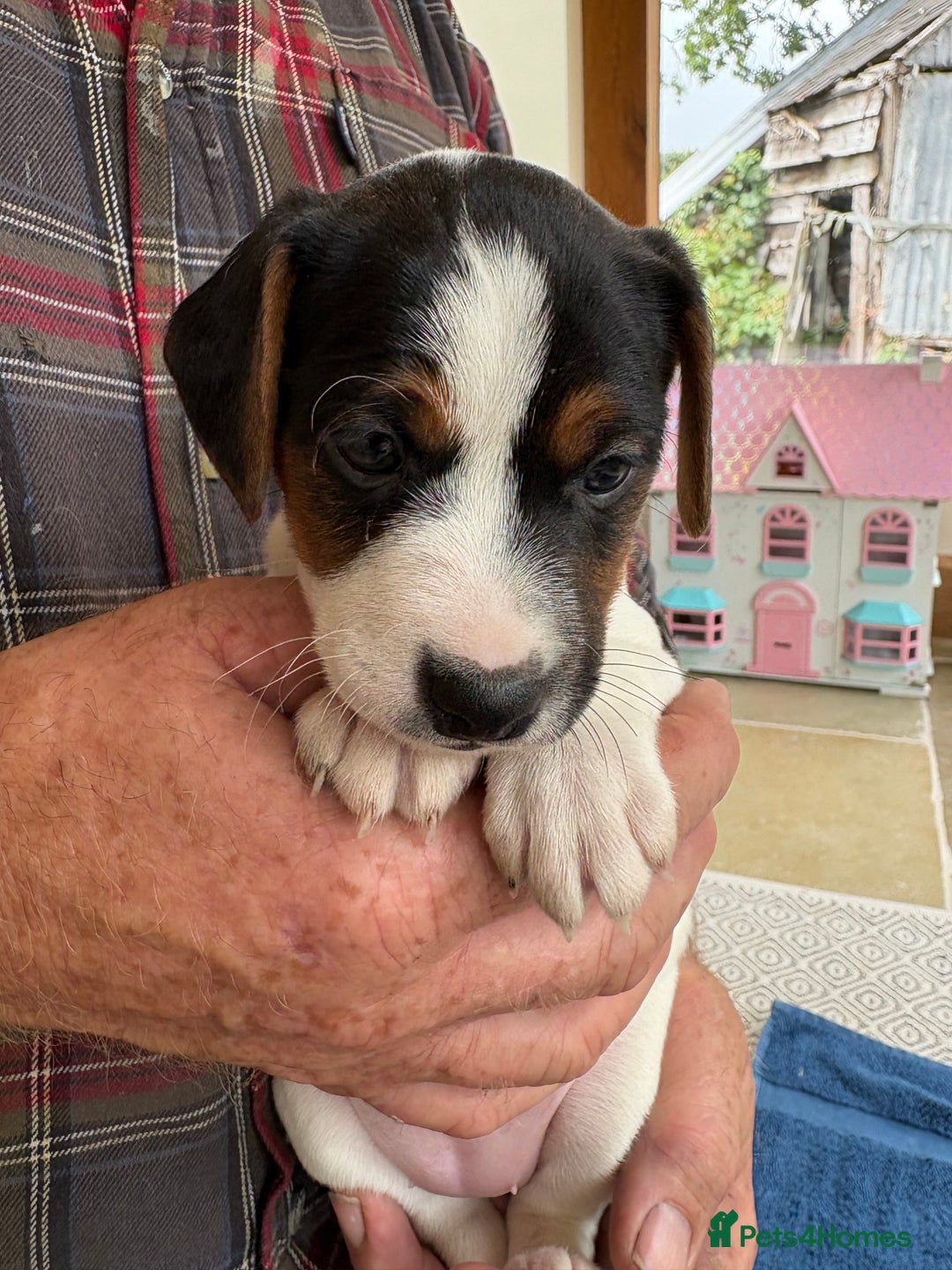 Mixed Breed dogs for sale: Jack Russell pups - Image 14