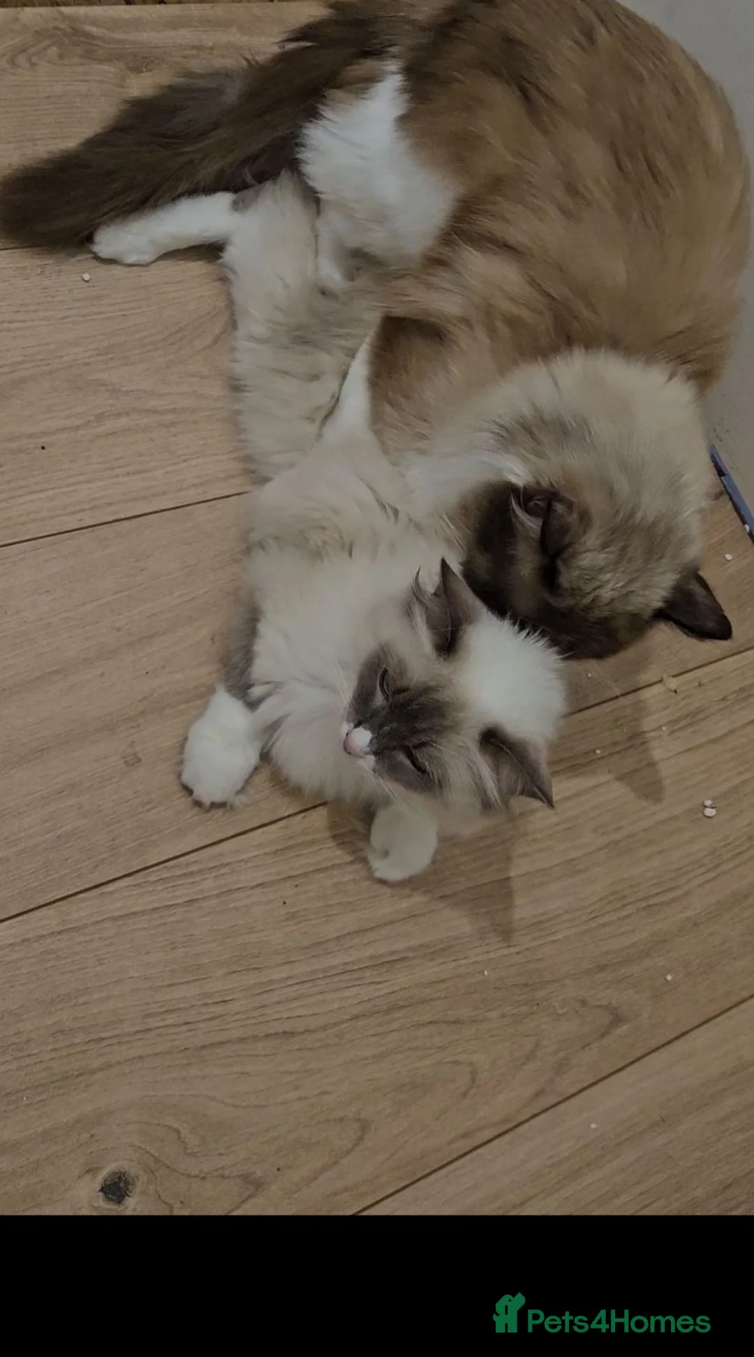 Ragdoll cats for stud: Beautiful Active Championship GCCF Stud Boy  - Advert 2