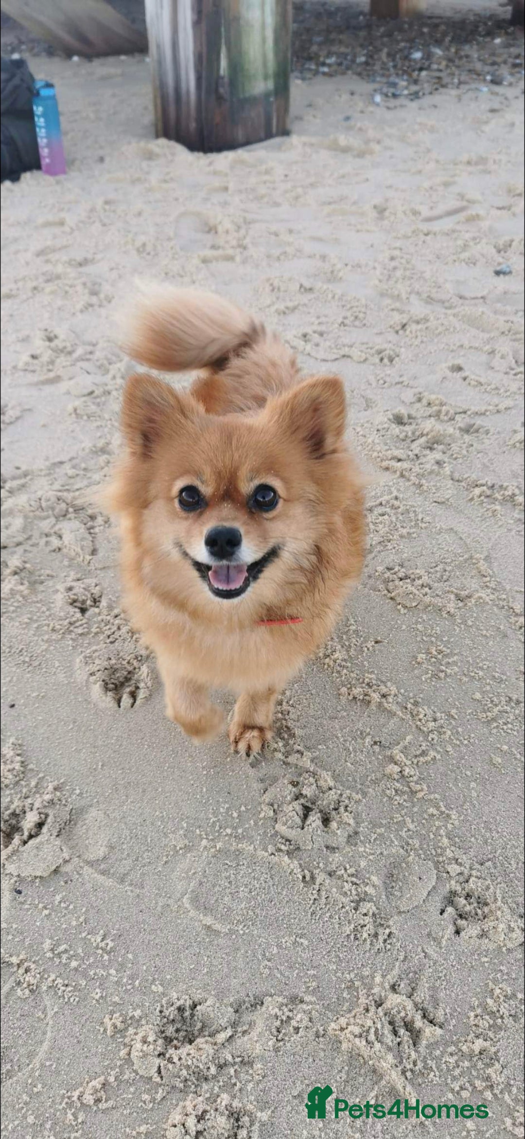 German Spitz dogs for sale: German spitz - Advert 1