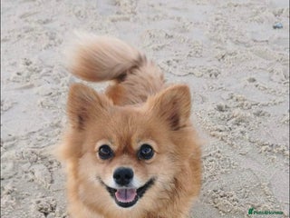 German Spitz dogs German spitz - Advert 2