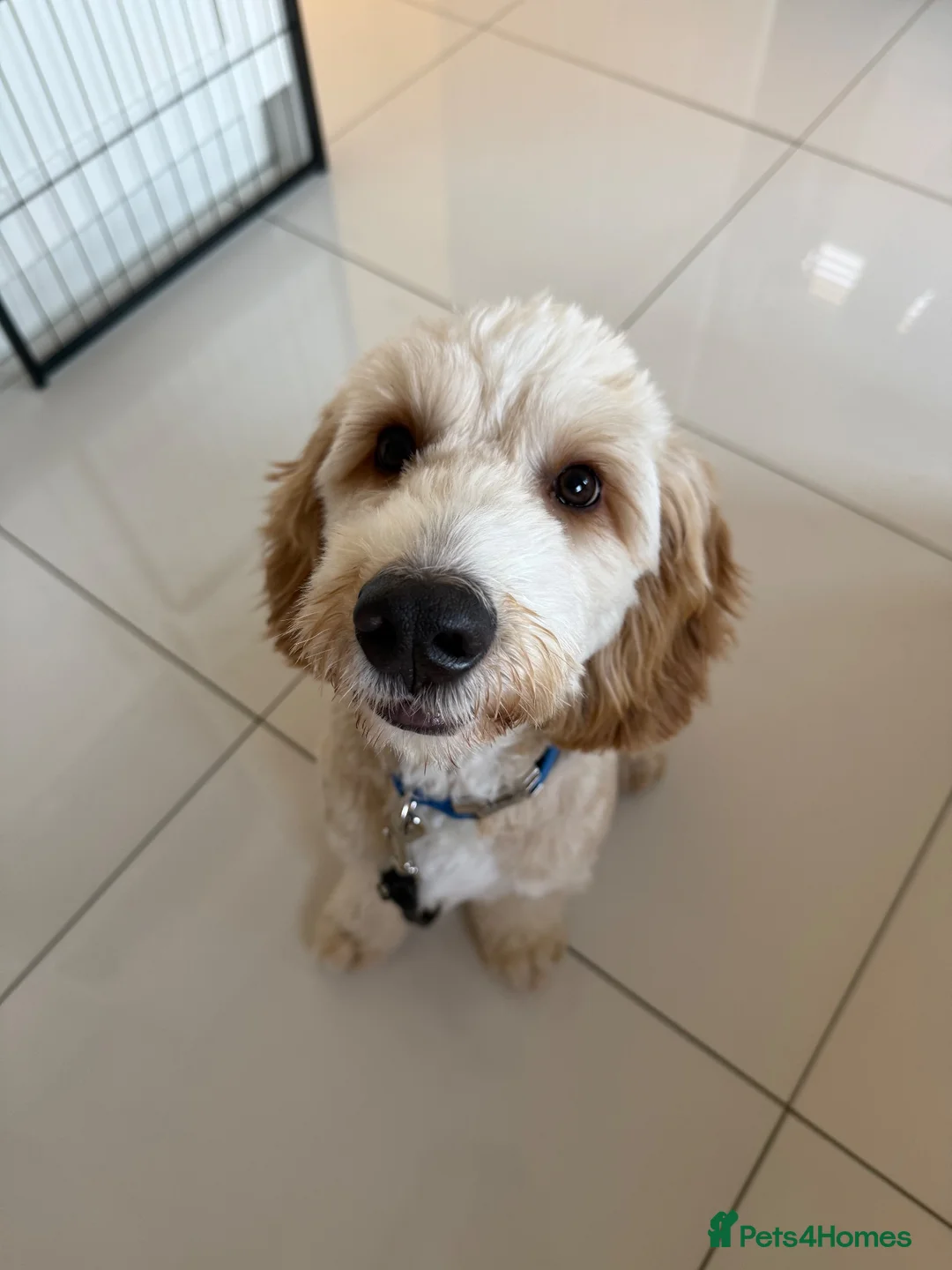 Mixed Breed dogs for sale: 7 Month - Australian Labradoodle × Cocker Spaniel - Advert 2