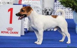 Jack Russell dogs for sale: Male puppy last left from 6 - Image 5