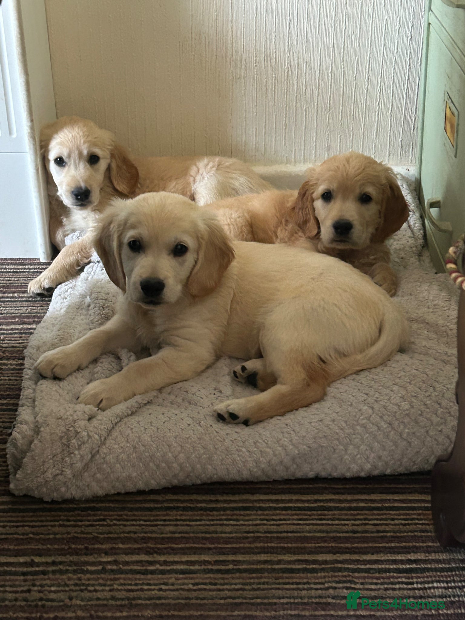 Mixed Breed dogs Dakota Sports retrievers. Mini Goldens Ready now.  - Advert 2