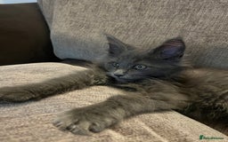 Maine Coon cats for sale: Atlas (Smokey Blue/Grey Maine Coon  - Image 10