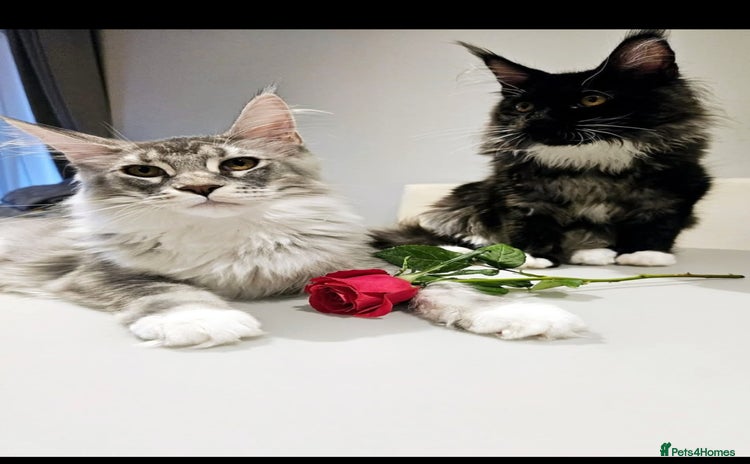 Maine Coon cats Maine coon girl - Advert 1