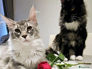 Maine Coon cats Maine coon girl - Advert 8