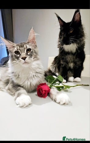 Maine Coon cats Maine coon girl - Advert 1