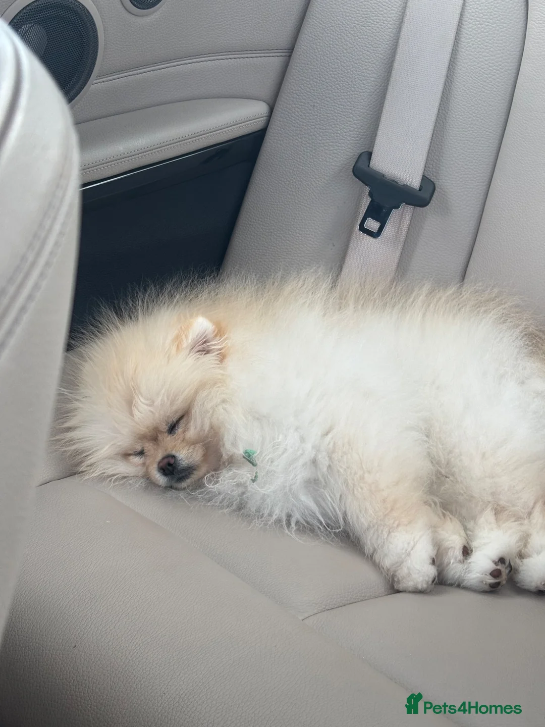 Pomeranian dogs for sale: 6 month old Pomeranian male  in Liversedge - Advert 2
