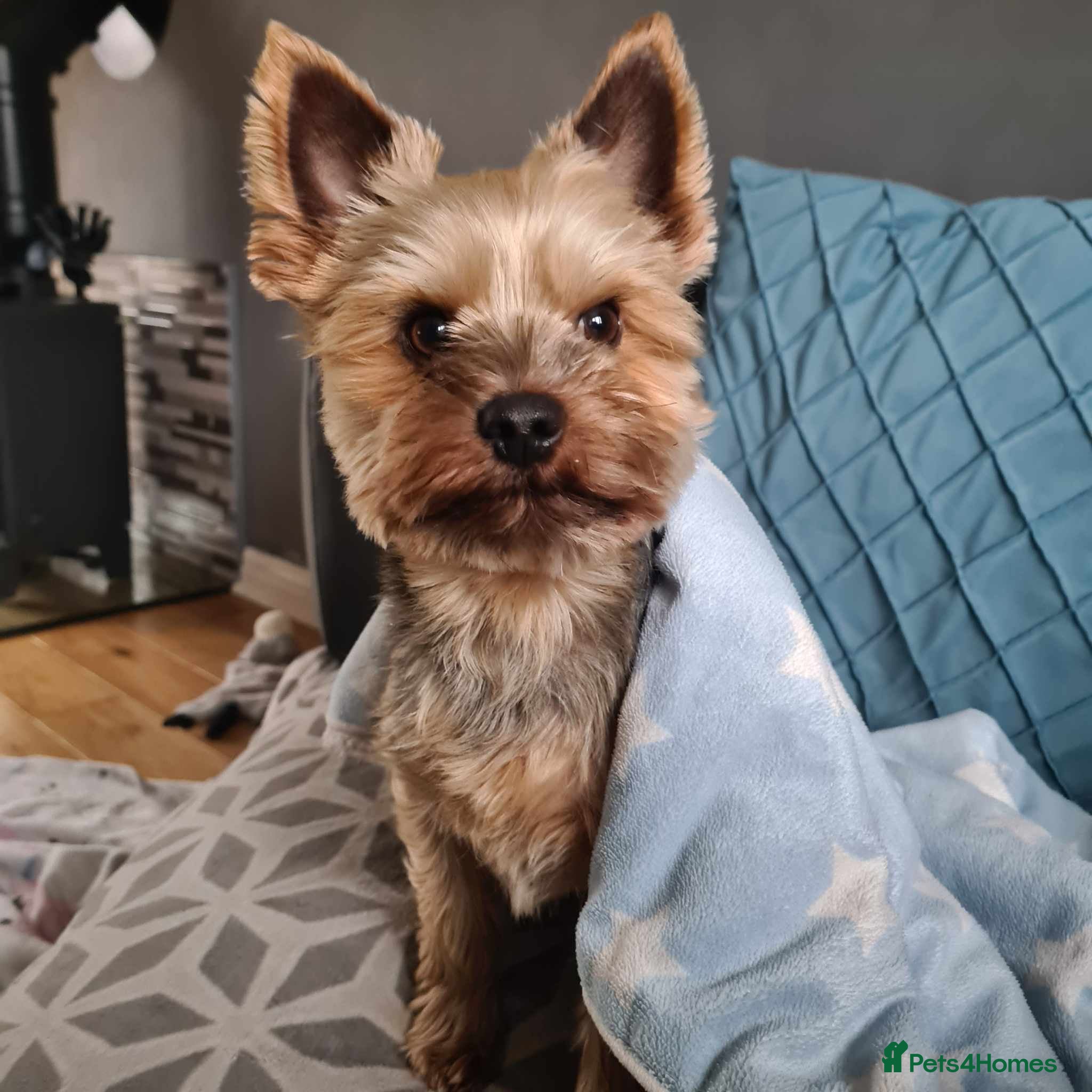 Yorkshire Terrier dogs KC Registered-Toy Yorkshire Terrier  - Advert 17