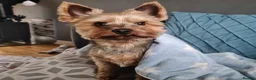 Yorkshire Terrier dogs for stud: KC Registered-Toy Yorkshire Terrier  in Chorley - Advert 1