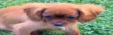 Cavalier King Charles Spaniel 1