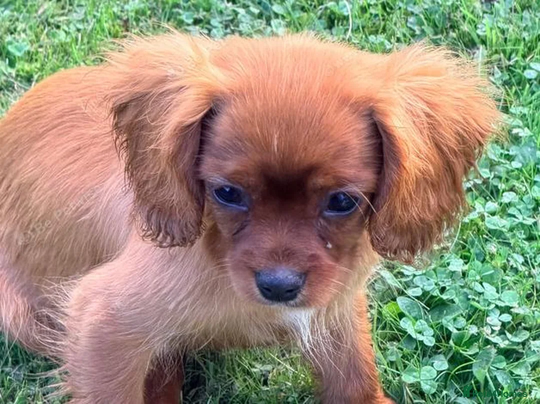 Cavalier King Charles Spaniel dogs for sale:  Exceptional Cavalier King Charles Puppies in Dudley - Advert 16
