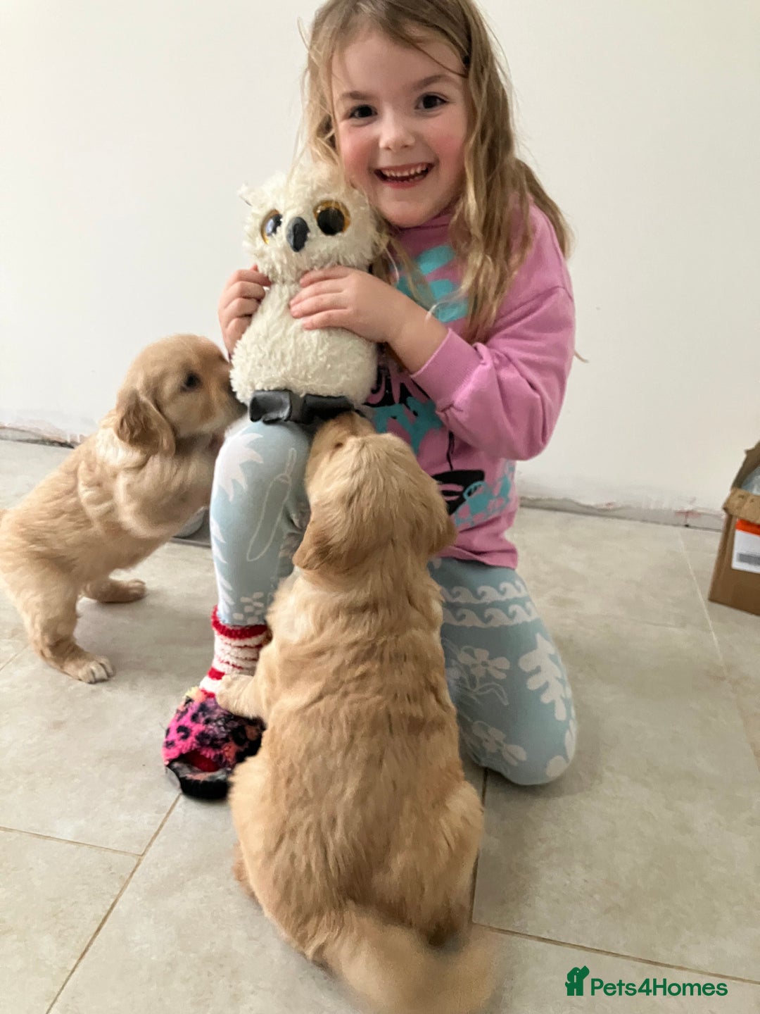 Golden Retriever dogs for sale: KC Registered Golden Retriever Male Ready  24/12 - Advert 8