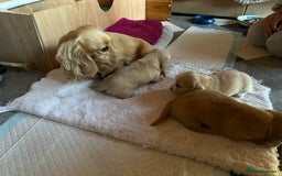 Dachshund dogs for sale:  Cream long haired miniature Dachshund - Image 20