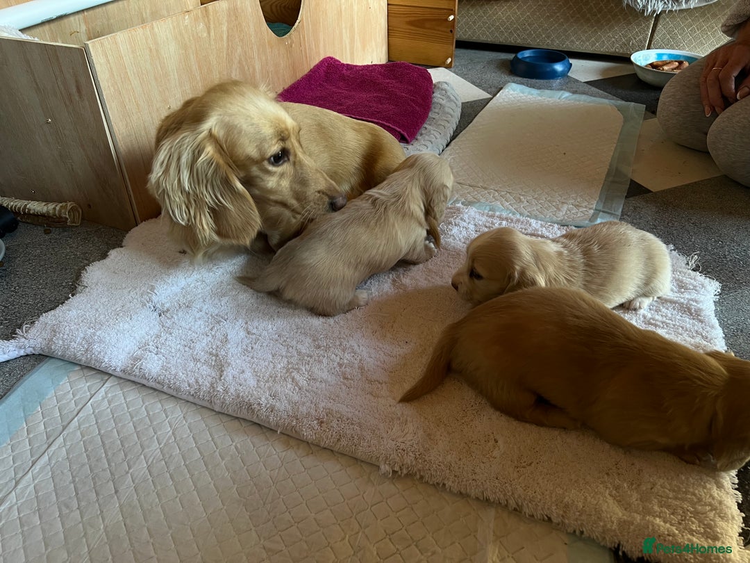 Dachshund dogs for sale:  Cream long haired miniature Dachshund - Image 20