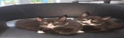 British Shorthair cats for sale: Gorgeous BSH cross Black & White Kittens  - Advert 8