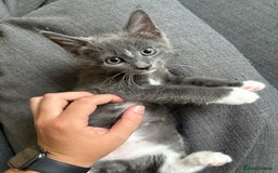 British Shorthair cats for sale: sweet grey boy ready for his forever home! - Image 5