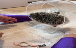 Pygmy Hedgehog rodents for sale: Pygmy hedgehog with all setups - Image 2
