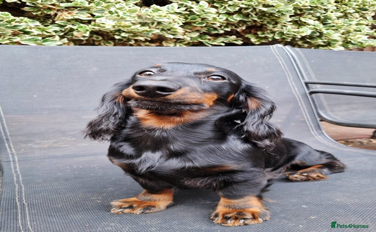 Miniature Dachshund dogs in Stafford - Advert 15