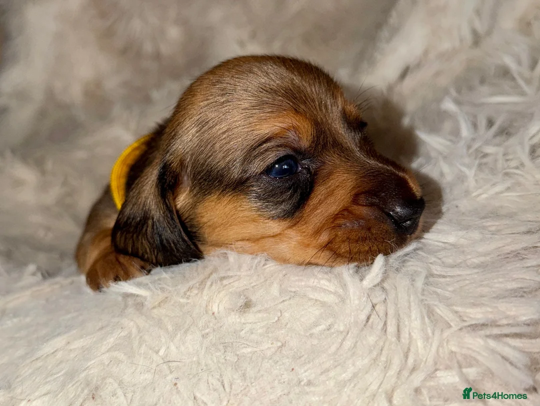Miniature Dachshund dogs for sale: Your new best friend awaits🥰 5 gorgeous boys🩵 - Advert 11