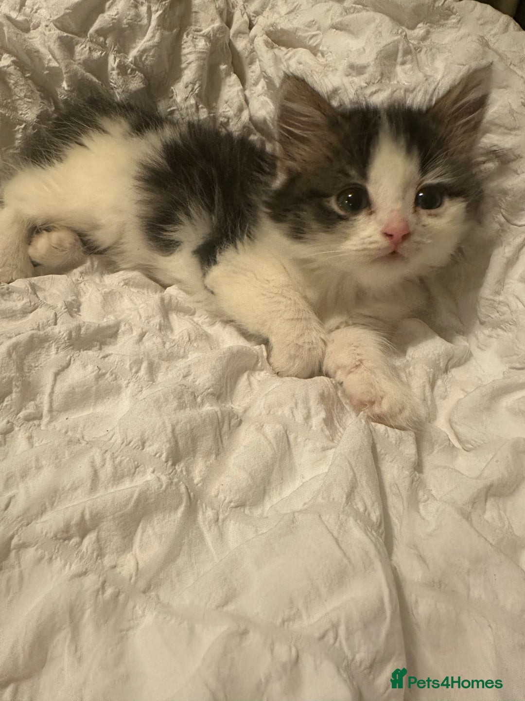 Mixed Breed cats for sale: Persian mixed bread kittens  - Advert 6