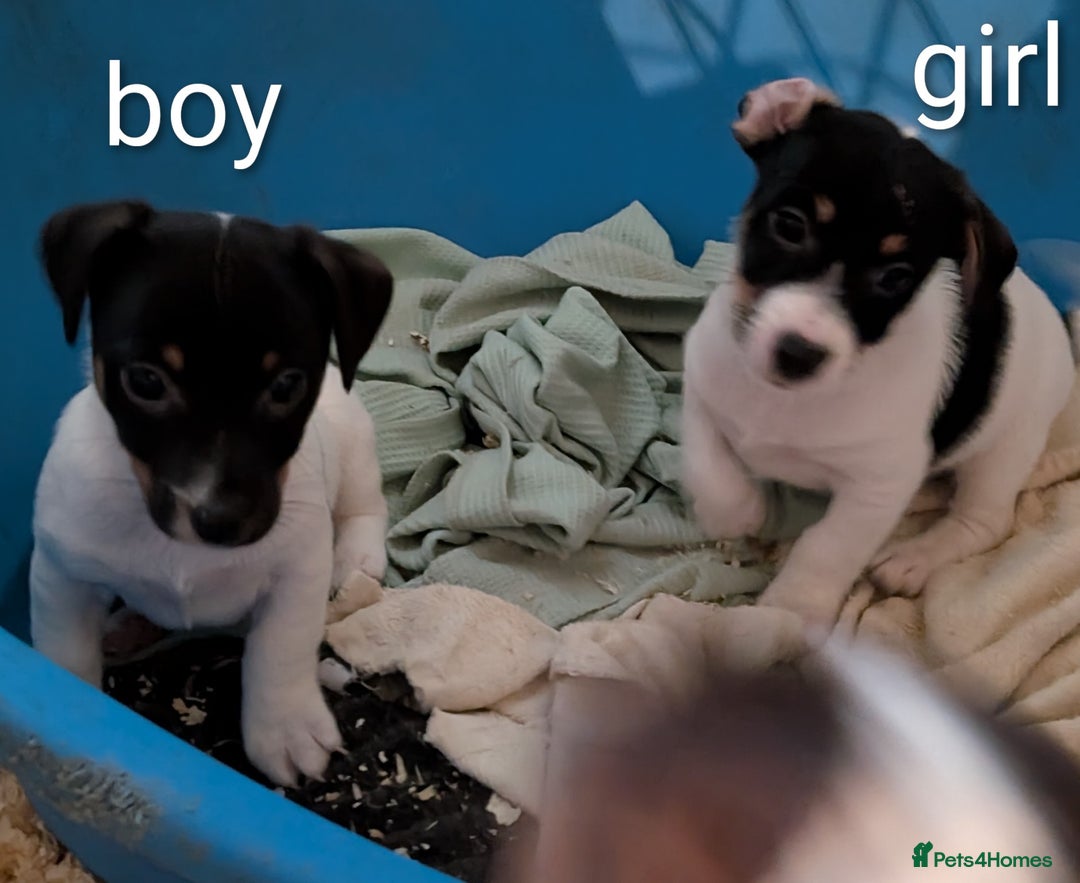 Jack Russell dogs for sale: Jack Russell Puppies for sale - Advert 2