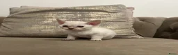 Devon Rex cats for sale: Beautiful GCCF Registered Devon Rex Kittens 🩷 - Advert 7