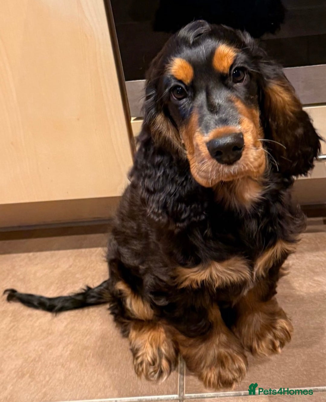 Cocker Spaniel dogs for sale: Cocker Spaniel - Show type - the calm type - Image 5