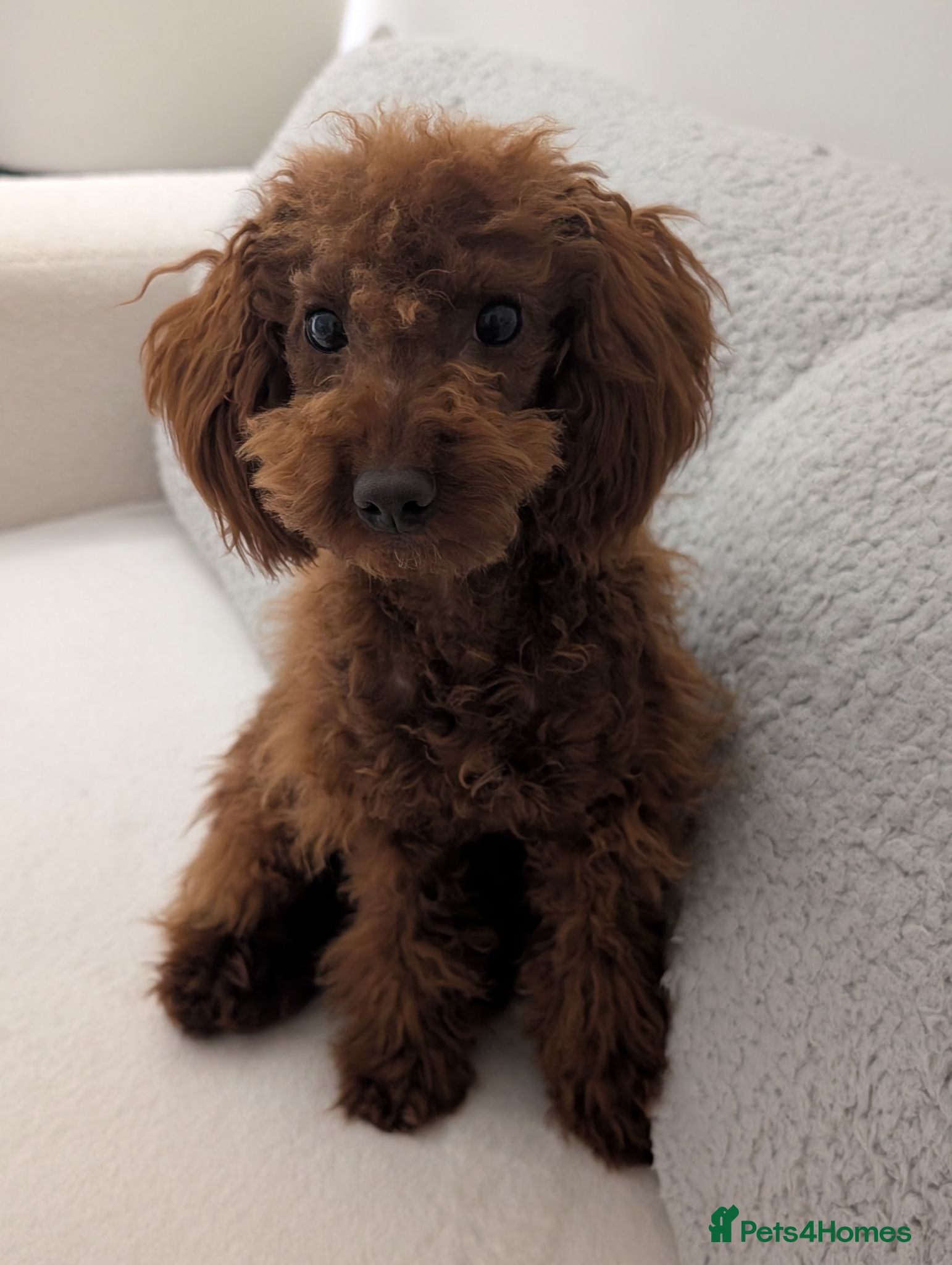 Toy Poodle dogs Stunning Red Female Toy Poodle ❤️ - Advert 11